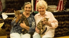Bengal cat: leopard u minijaturi